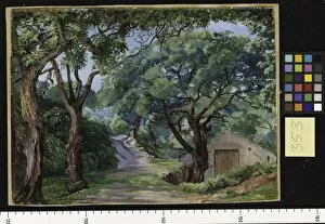 Marianne North Gallery: 353. Cork Trees at Cintra, near Lisbon