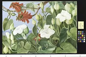 Images Dated 3rd May 2011: 354. White Convolvulus and Kaffirboom, painted at Durban, Natal
