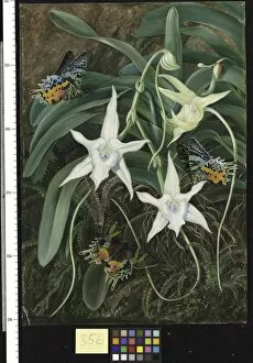 Marianne North Gallery: 356. Angraecum and Urania Moth of Madagascar