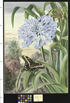357. Blue Lily and large Butterfly, Natal