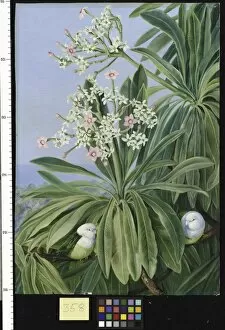 Marianne North Gallery: 358. Ordeal Plant or Tanghin and Parokeets of Madagasear
