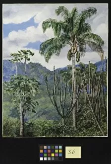 Marianne North Gallery: 36. View in Brazil near 0uro Preto with Oil Palms