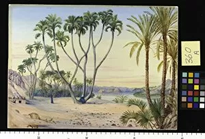 Images Dated 3rd May 2011: 360. Doum and Date Palms on the Nile above Philae, Egypt