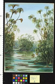 Marianne North Gallery: 361. Papyrus or Paper Reed growing in the Ciane, Sicily