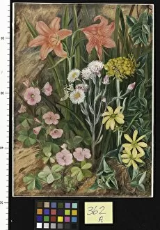 Marianne North Gallery: 362. White and Yellow Everlastings (with varieties of Mantis to