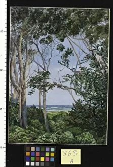 Marianne North Gallery: 363. Trees from the Artists Hut at St. Johns, South Africa
