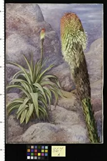 Africa Collection: 367. A. Giant Kniphofia near Grahamstown