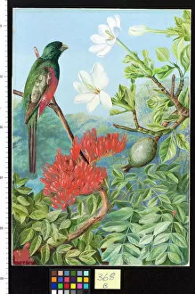 Images Dated 3rd May 2011: 368. Two Flowering Shrubs of: Natal and a Trogon