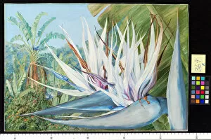 White Collection: 369. Strelitzia augusta at St. Johns Kaffraria