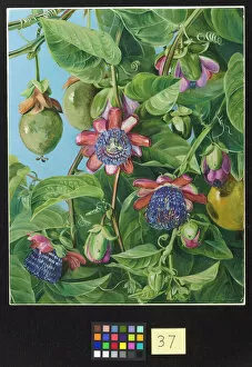 Blue Gallery: 37. Flowers and Fruit of the Maricojas Passion Flower, Brazil