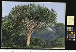 Natal Gallery: 370. A Tree Euphorbia, Natal