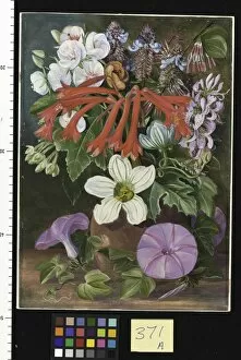 Marianne North Collection: 371. Group of Natal Flowers
