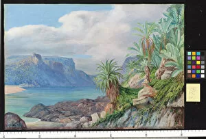 Marianne North Gallery: 374. Looking up Stream from the mouth of the St. Johns River, K