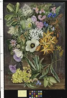 Marianne North Gallery: 375. Flowers of St. Johns in Pondo Basket