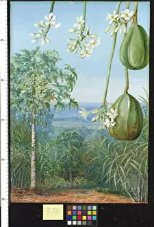 Marianne North Gallery: 376. Male Papaw with Flowers and Imperfect Fruit