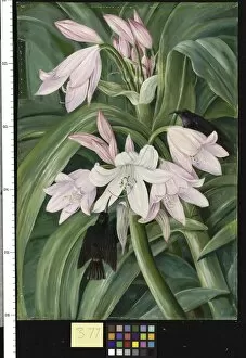 Marianne North Gallery: 377. Crinum Moorei and Honeysuckers, Bashi River, South Africa
