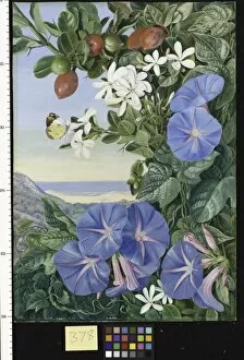 Marianne North Gallery: 378. Amatungula in Flower and Fruit and Blue Ipomoea, South Afri