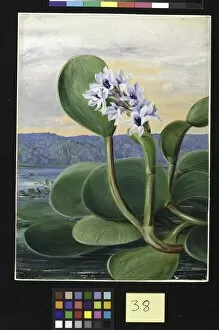 Marianne North Collection: 38. A Tropical American Water Plant
