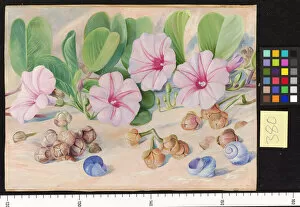 Marianne North Collection: 380. A common Plant on sandy sea-shores in the Tropics
