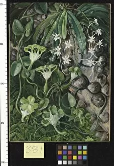 Marianne North Collection: 381. The Knobwood and Flowers of Natal