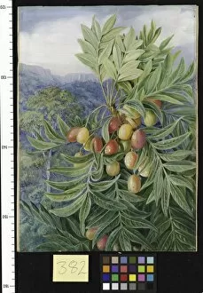 Marianne North Gallery: 382. The Kaffir Plum, painted in the Perie Bush, South Africa