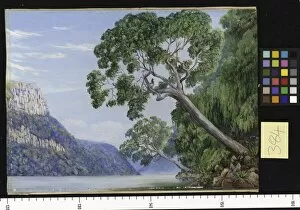 Marianne North Gallery: 384. Kaffir Plumtrees overhanging St. Johns River, Kaffrar