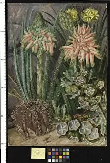 Marianne North Gallery: 385. Some grotesque plants from the Karroo, South Africa