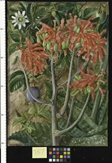 Marianne North Gallery: 387. Aloe and Passionflower, South Africa