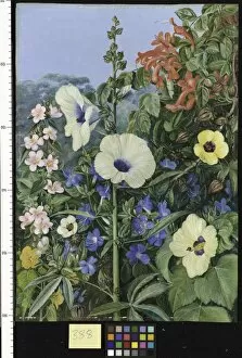Images Dated 3rd May 2011: 388. Various species of Hibiscus, with Tecoma and Barleria, Nata