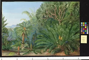 Painting Collection: 389. Cycads. Screw-pines and Bamboos, with Durban in the distanc