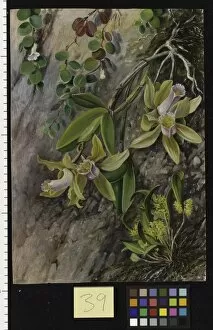 Marianne North Gallery: 39. Orchids and Creeper on Water-worn Boulders in the Bay of Rio