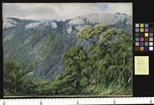 Marianne North Collection: 390. Vegetation on the St. Johns River, Kaffraria