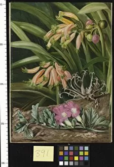 Marianne North Gallery: 391. Clivia and Grapnel Plant, South Africa