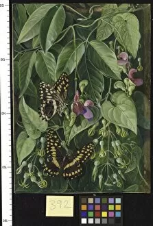 Marianne North Gallery: 392. Two climbing plants of St. Johns, and Butterflies