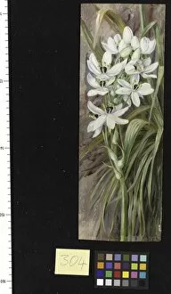 Marianne North Collection: 394. Star of Bethlehem from Algiers