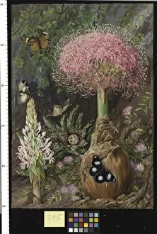 Marianne North Gallery: 395. Buphane toxicaria and other Flowers of Grahamstown