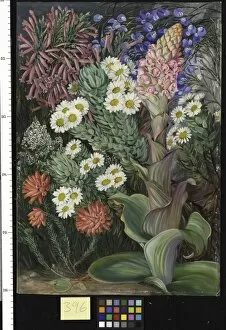 Marianne North Gallery: 396. A Selection of Flowers from Table Mountain, Cape of Good Ho