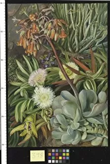 Marianne North Gallery: 398. The Hottentot Fig and other Succulents from the Karroo