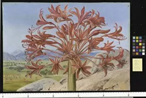 Marianne North Gallery: 399. Brunsvigia multiflora, near Queenstown, South Africa