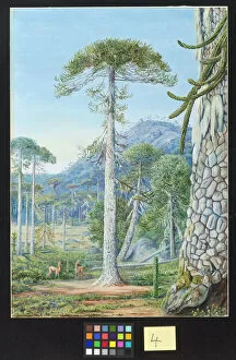 Marianne North Gallery: 4. Puzzle -Monkey Trees and Guanacos, Chili