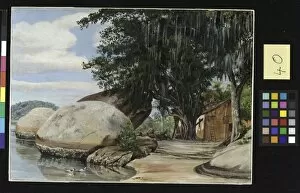 Marianne North Gallery: 40. Boulders, Fishermans Cottage and Tree hung with Air Plant