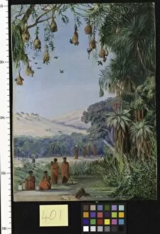 Marianne North Gallery: 401. Vegetation of the Addo Bush with Kaffirs and their Habitation