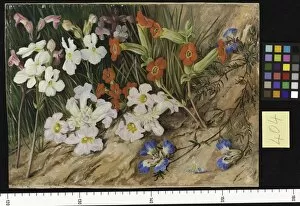 Marianne North Gallery: 404. Root Parasites and Blue Blepharis, Port Elizabeth