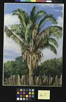 Marianne North Gallery: 41. Indian Palm at Sette, Lagoa, Brazil