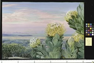 Marianne North Collection: 410. Krippelboom, with False Bay in the distance: South Africa