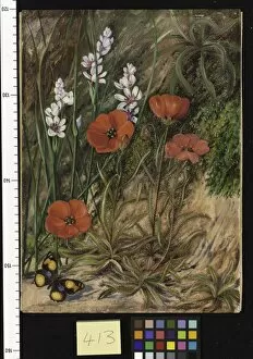 Marianne North Collection: 413. A South African Sundew and Associate