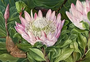 Butterflies Gallery: 419. Not one Flower, but many in one, Van Staadens Kloof