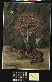 Marianne North Collection: 42. Flor Imperiale, Coral Snake and Spider, Brazil