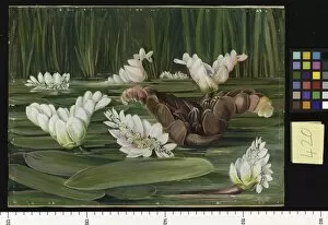 Marianne North Gallery: 420. A South African Water-Plant in Flower and Fruit