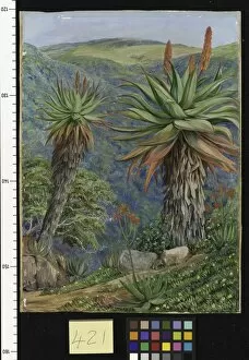 Marianne North Gallery: 421. Tree Aloes and Mesembryanthemums above Van Staadens Kloo